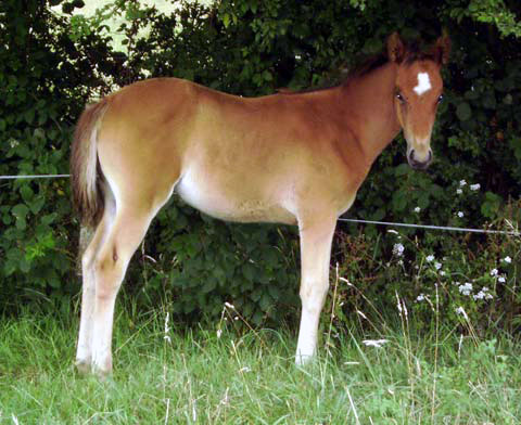 ARABE BARBE (POULICHE)